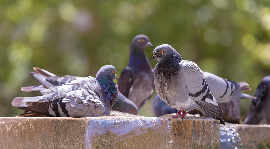 Pigeons Resting on Stone Fountain Edge