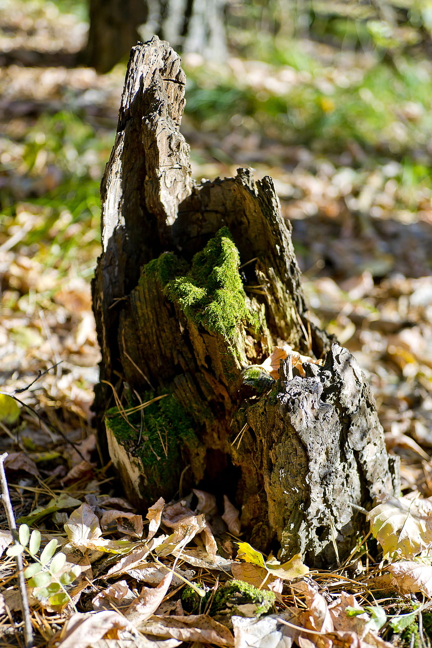 Mossy Tree Stump in Autumn Forest with Sunlight