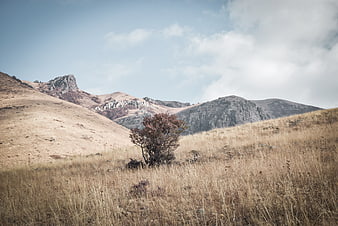 Lone tree in dry grassy mountain valley landscape
