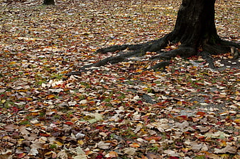 Autumn leaves covering ground near large tree roots