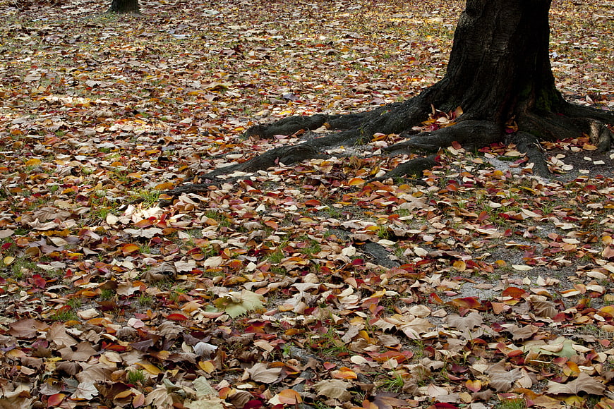 Autumn leaves covering ground near large tree roots