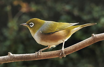 Red-eyed Vireo Perched on Branch in Forest