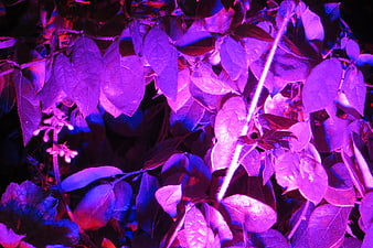 Purple and blue LED grow lights on plant leaves