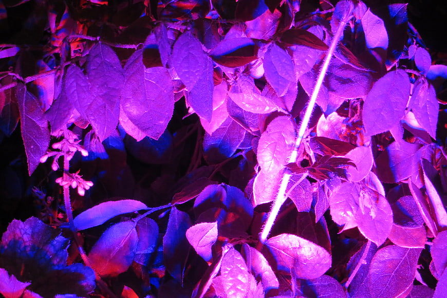 Purple and blue LED grow lights on plant leaves