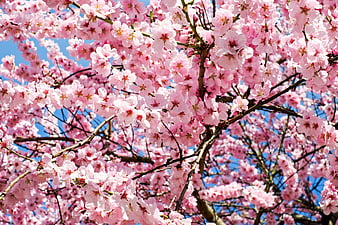 Vibrant Pink Cherry Blossoms Against Blue Sky