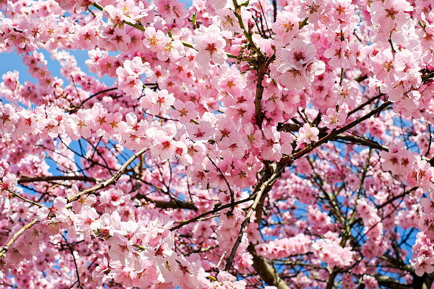 Vibrant Pink Cherry Blossoms Against Blue Sky