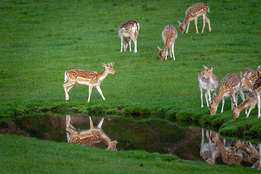 Spotted Fallow Deer Fawns Grazing in Green Meadow