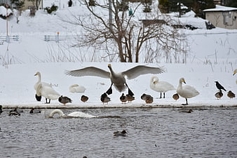 Trumpeter Swan Landing on Snowy Winter Lake