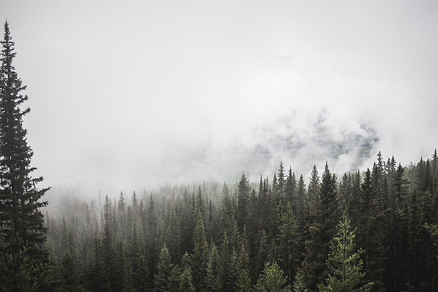 Misty Pine Forest Landscape with Foggy Mountain View