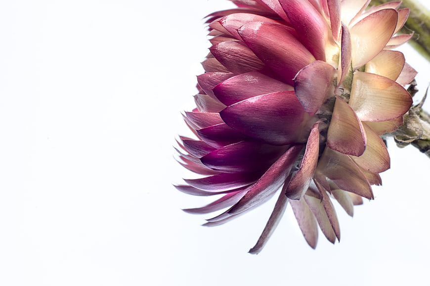 Close-up of Purple and Pink Flower on White Background