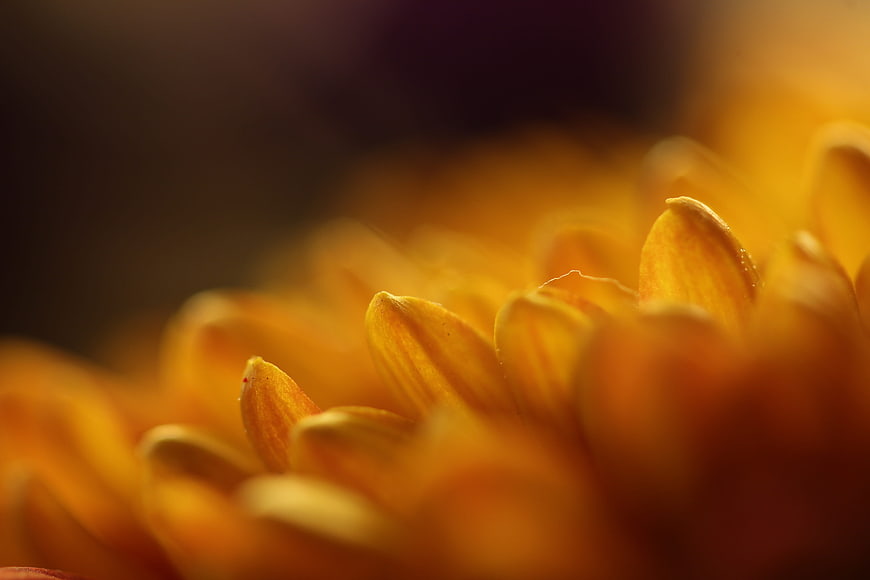 Macro photography of yellow gerbera daisy petals with shallow depth of field