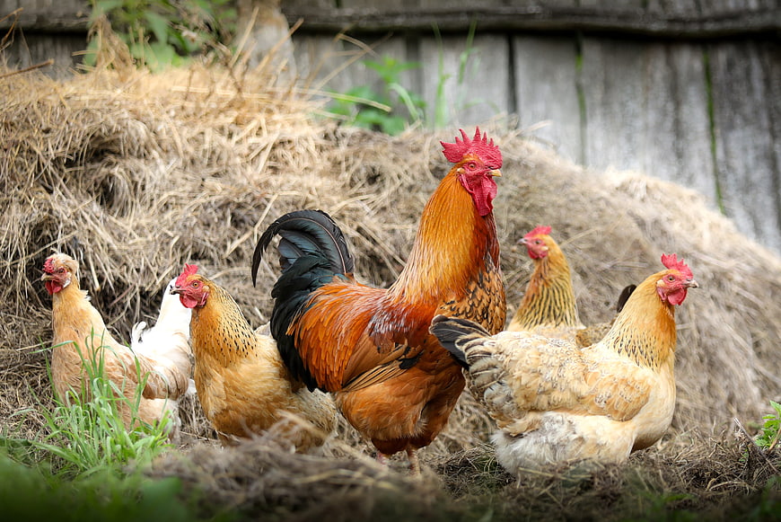 Rooster and Hens in Farmyard with Hay Bale