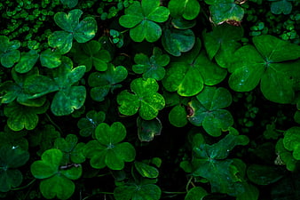 Close-up of vibrant green clover leaves pattern