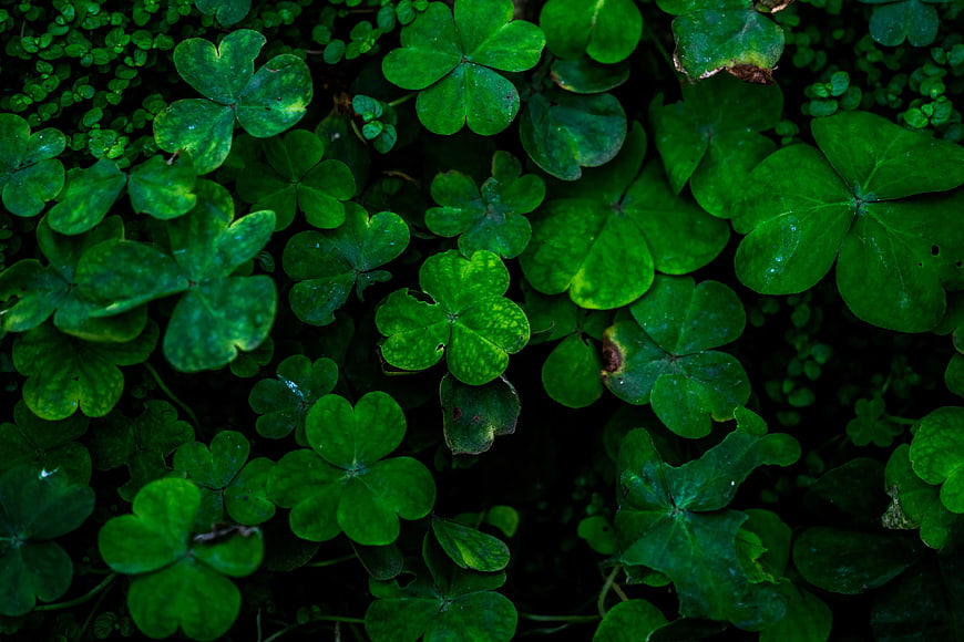 Close-up of vibrant green clover leaves pattern