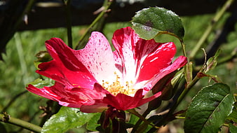 Vibrant Red and White Rose in Sunlight