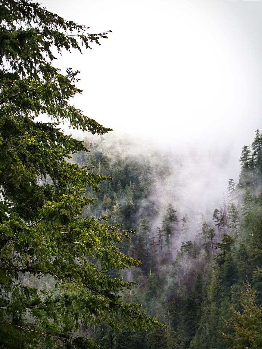 Misty Evergreen Forest Landscape with Foggy Mountain Valley