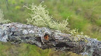 Close-up of pale lichen growing on a weathered tree branch
