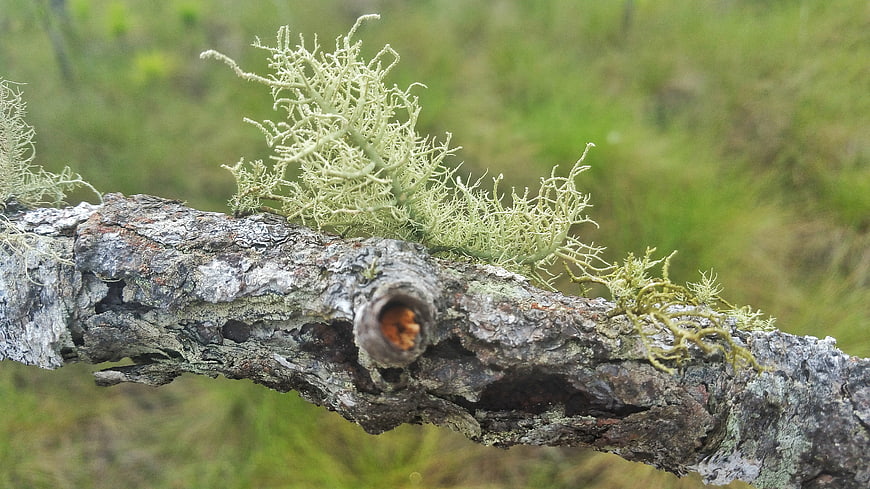 Close-up of pale lichen growing on a weathered tree branch