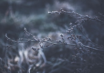 Frosty dried plant branches in a moody winter landscape