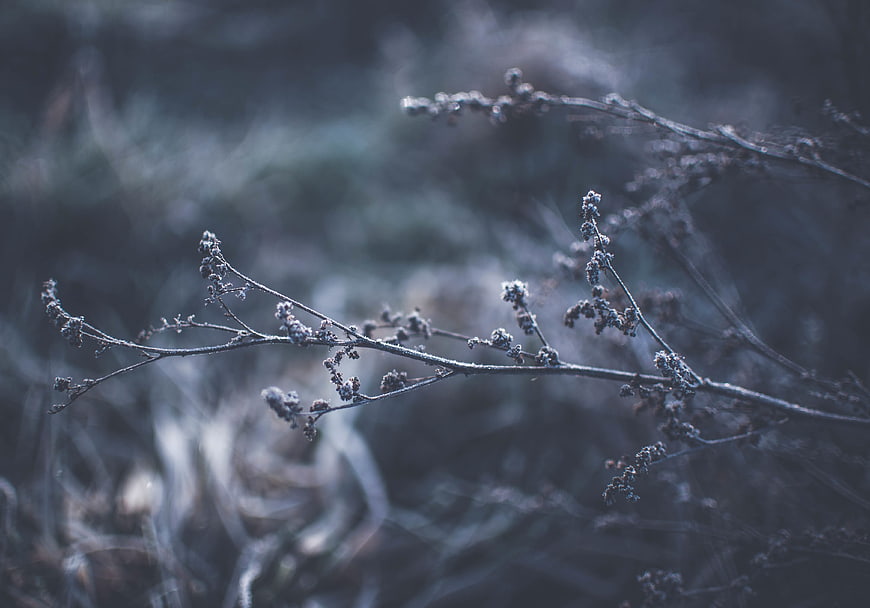 Frosty dried plant branches in a moody winter landscape