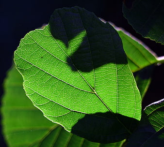 Close-up of green leaf with intricate vein patterns and sunlight