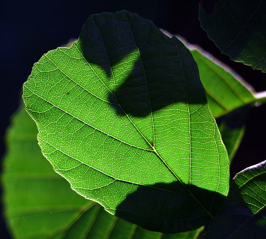 Close-up of green leaf with intricate vein patterns and sunlight