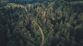 Aerial View of Winding Dirt Path Through Dense Green Forest