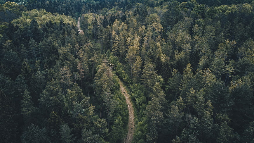 Aerial View of Winding Dirt Path Through Dense Green Forest