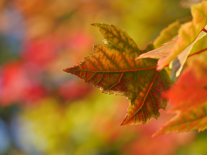 Close-up of vibrant autumn maple leaf with colorful bokeh background