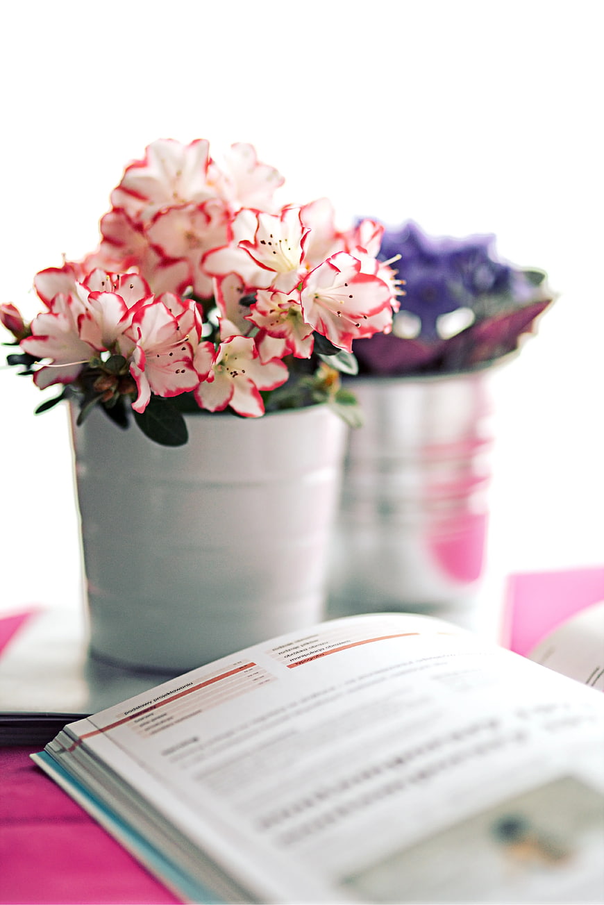 Pink Azaleas in White Pot with Open Book