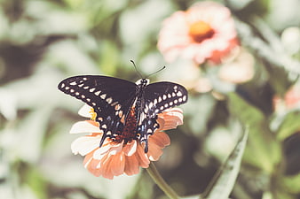 Black Swallowtail Butterfly on Peach Zinnia Flower