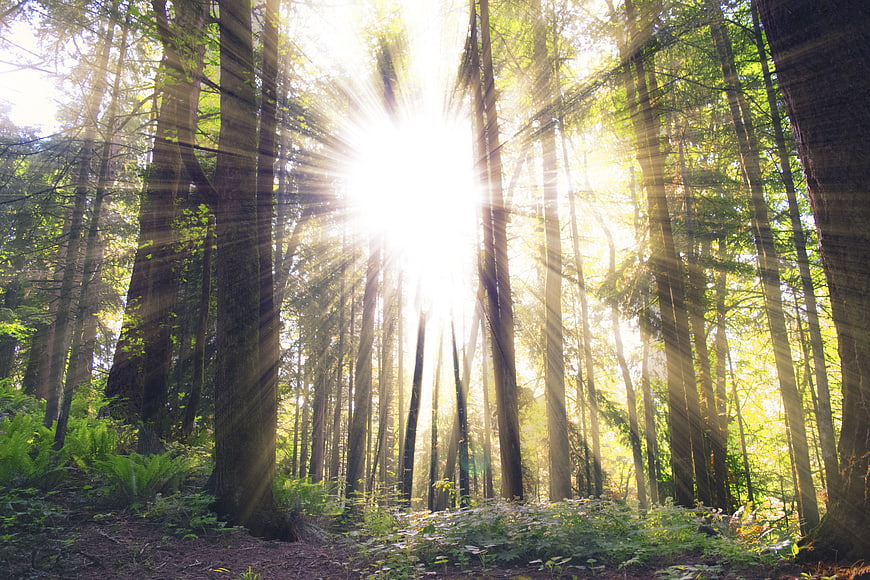 Sunbeams shining through tall trees in a lush green forest