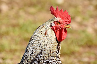 Close-up portrait of a rooster head with red comb and wattle
