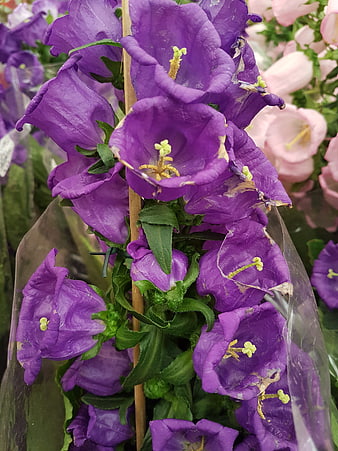 Close-up of purple bellflowers in plastic wrap