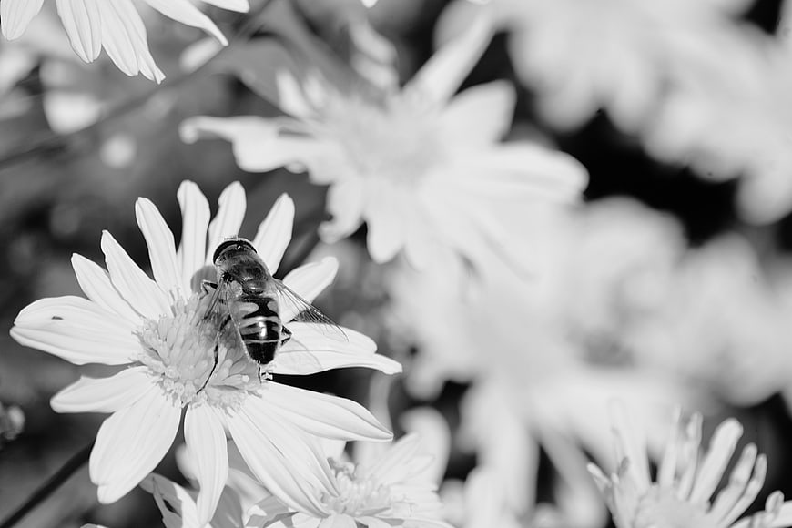Black and white macro of a bee on a white daisy flower