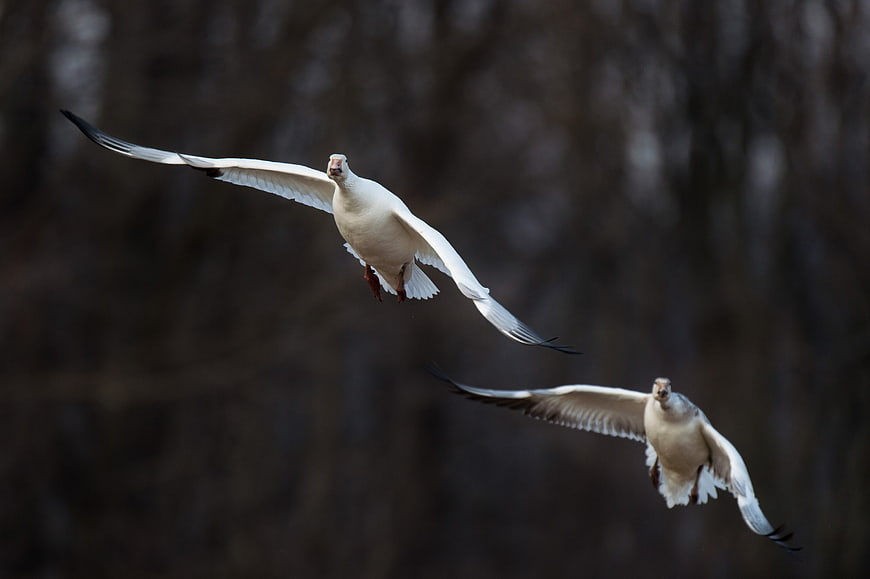 Two white geese flying in flight against blurred forest background