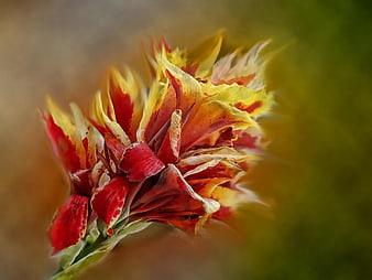 Close-up of vibrant red and yellow gladiolus flower