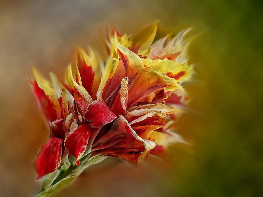 Close-up of vibrant red and yellow gladiolus flower