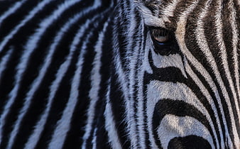 Close-up of a zebra's eye and striped face pattern
