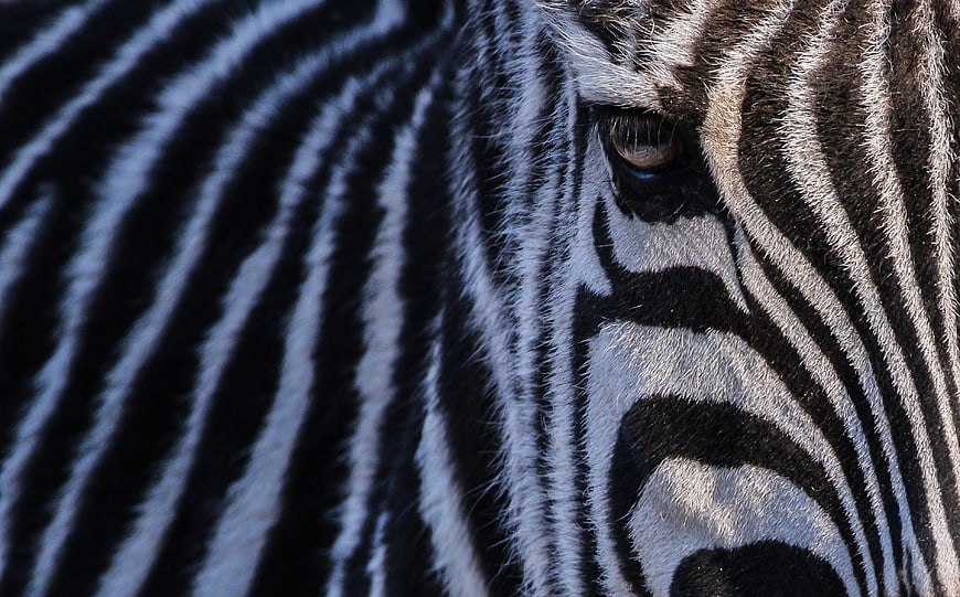 Close-up of a zebra's eye and striped face pattern