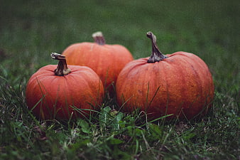 Three orange pumpkins resting on green grass