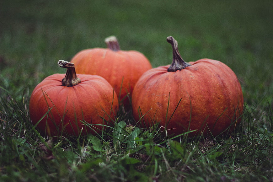 Three orange pumpkins resting on green grass