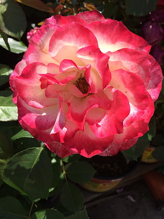 Close-up of a vibrant pink and white rose in sunlight