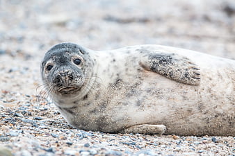Grey Seal Pup Resting On Sandy Beach