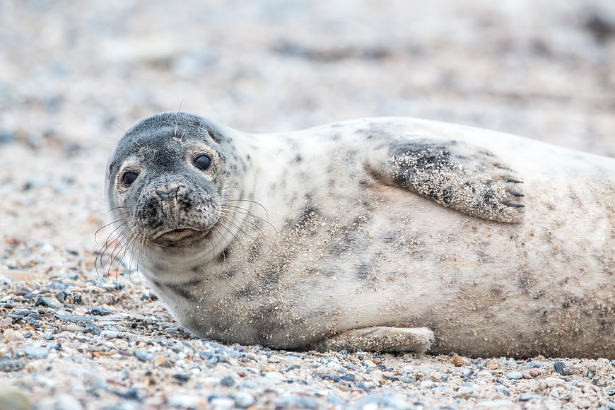 Grey Seal Pup Resting On Sandy Beach