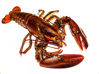 Live Lobster Isolated on White Background