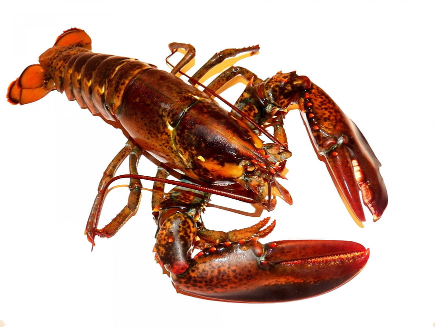 Live Lobster Isolated on White Background