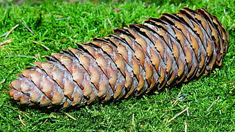 Close-up of a large pine cone on green moss