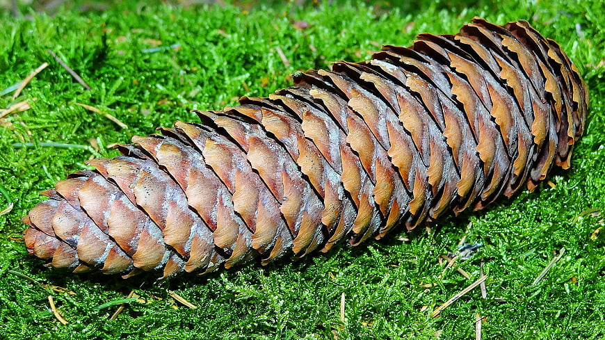 Close-up of a large pine cone on green moss