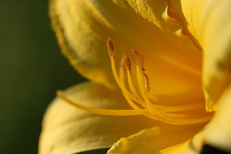 Close-up of yellow lily flower with stamens and petals
